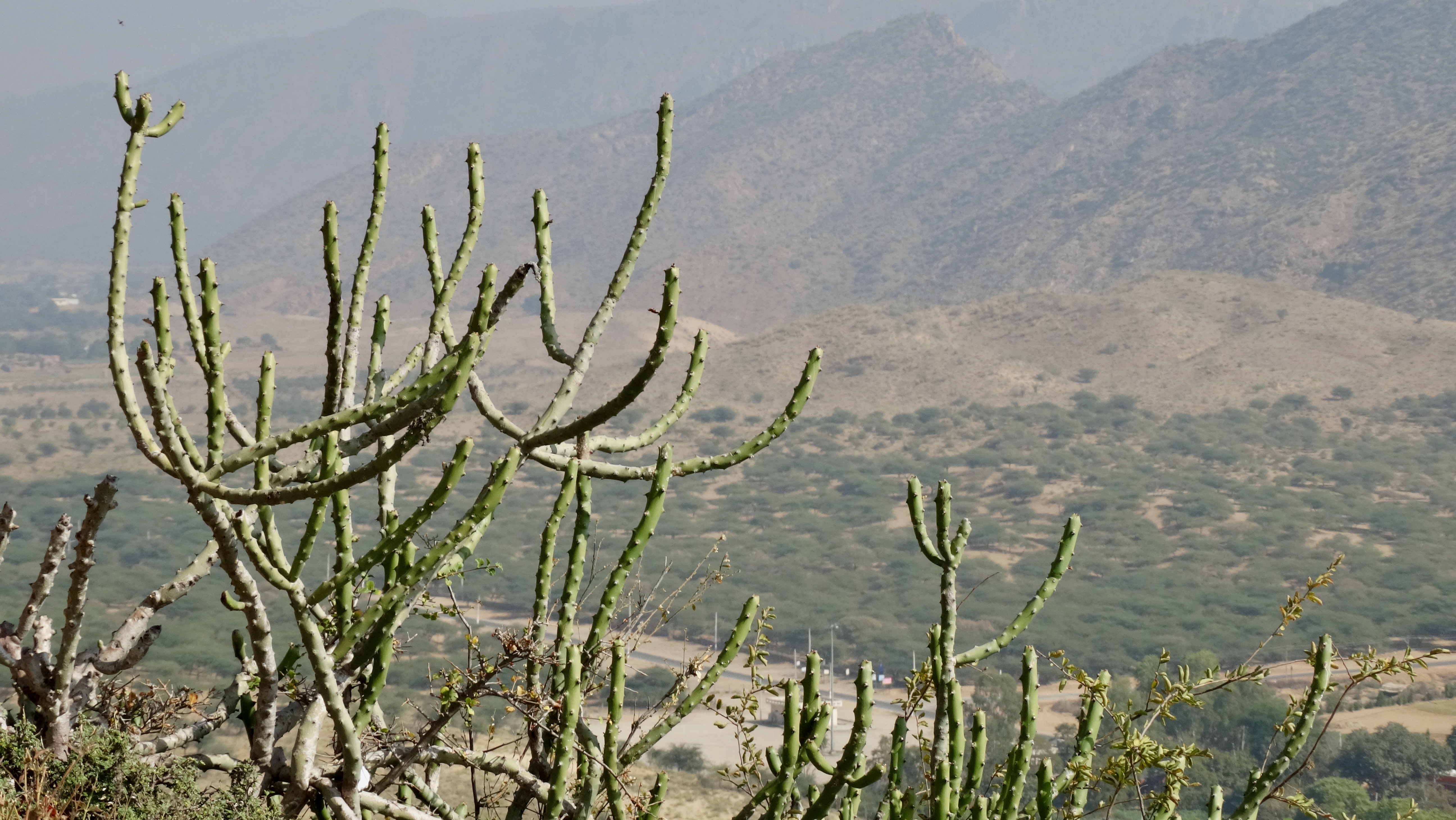 Cactus macro near Ajmer
